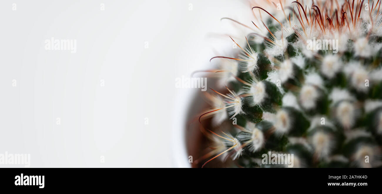 Extreme close up from a Cactus Plant Stock Photo