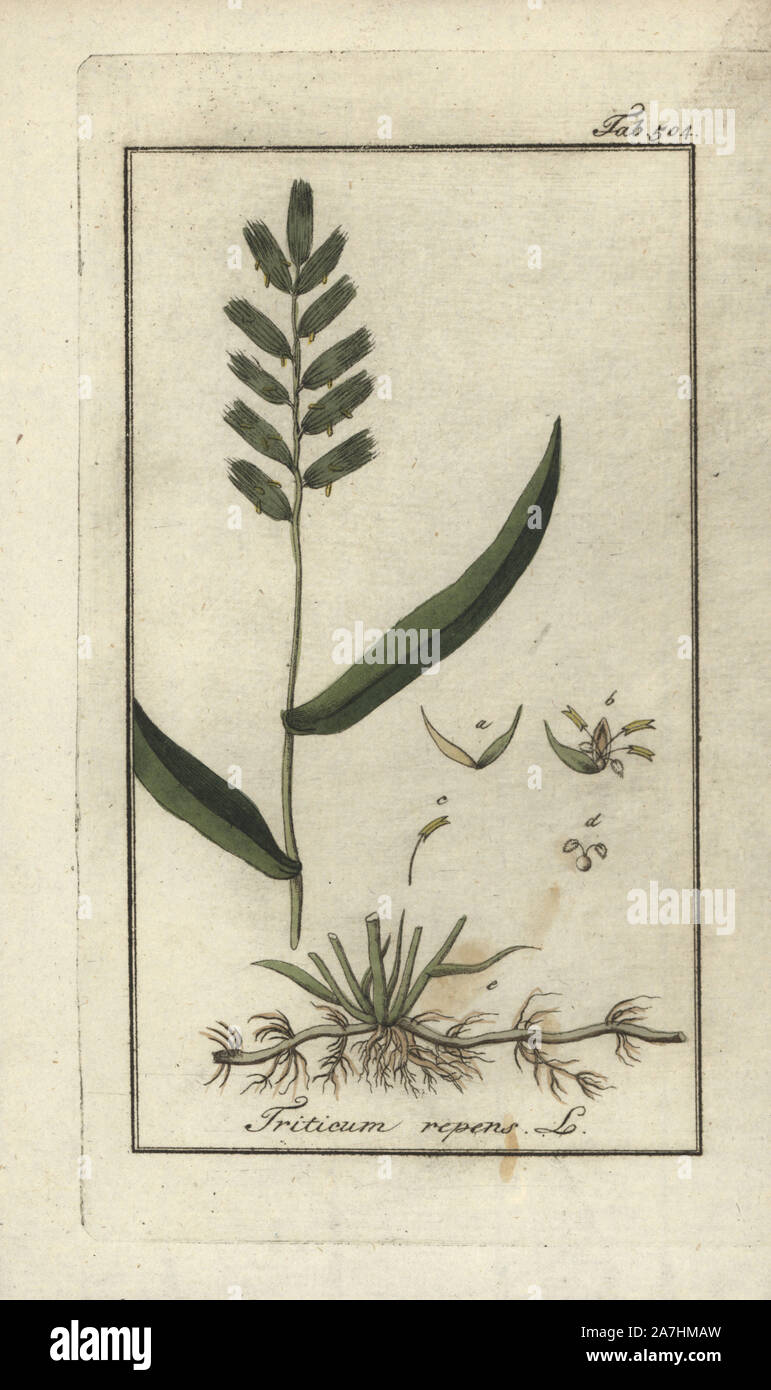 Couch grass, Elymus repens. Handcoloured copperplate botanical engraving from Johannes Zorn's 'Afbeelding der Artseny-Gewassen,' Jan Christiaan Sepp, Amsterdam, 1796. Zorn first published his illustrated medical botany in Nurnberg in 1780 with 500 plates, and a Dutch edition followed in 1796 published by J.C. Sepp with an additional 100 plates. Zorn (1739-1799) was a German pharmacist and botanist who collected medical plants from all over Europe for his 'Icones plantarum medicinalium' for apothecaries and doctors. Stock Photo