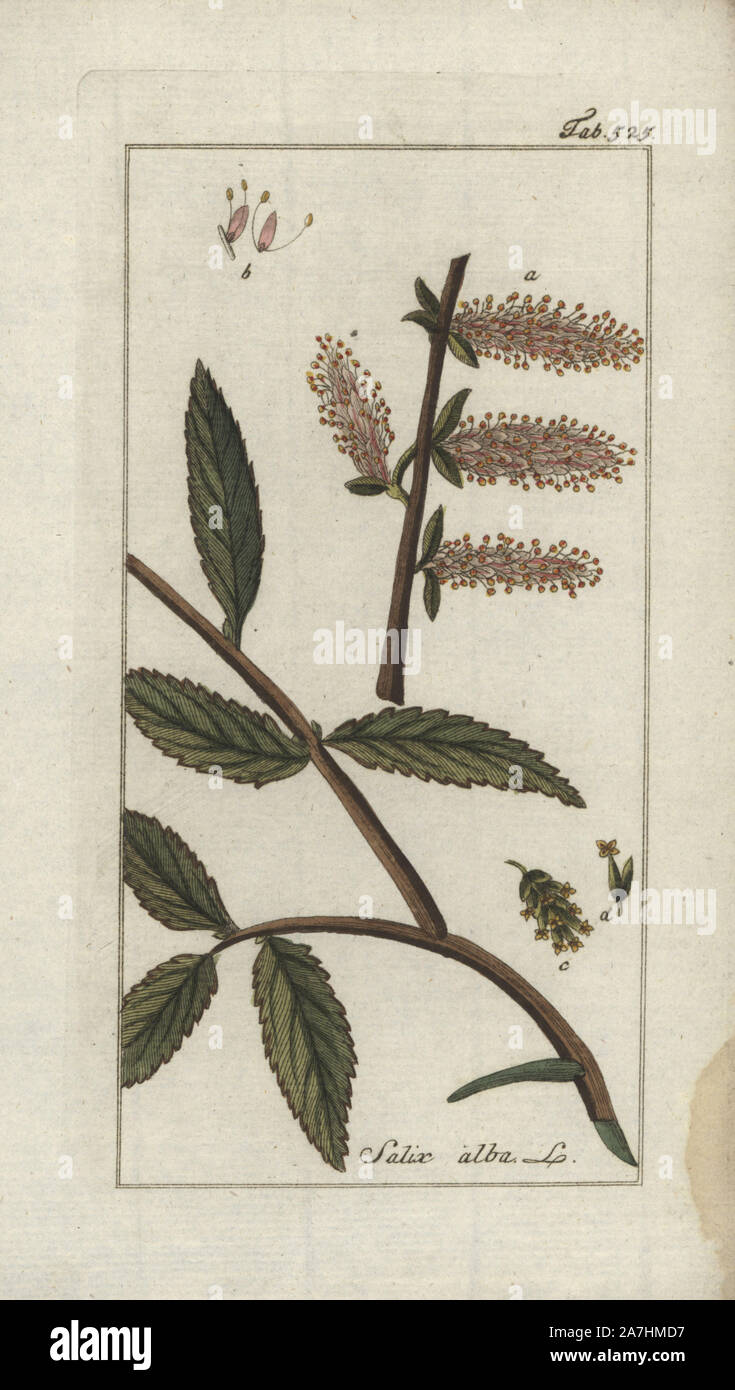 White willow tree, Salix alba. Handcoloured copperplate botanical engraving from Johannes Zorn's 'Afbeelding der Artseny-Gewassen,' Jan Christiaan Sepp, Amsterdam, 1796. Zorn first published his illustrated medical botany in Nurnberg in 1780 with 500 plates, and a Dutch edition followed in 1796 published by J.C. Sepp with an additional 100 plates. Zorn (1739-1799) was a German pharmacist and botanist who collected medical plants from all over Europe for his 'Icones plantarum medicinalium' for apothecaries and doctors. Stock Photo