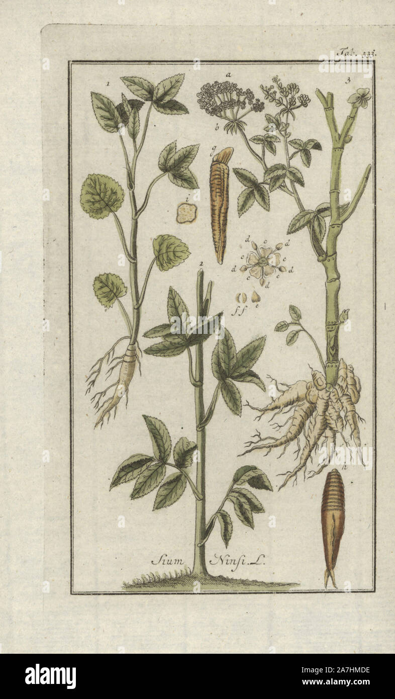 Water parsnip, Sium ninsi. Handcoloured copperplate botanical engraving from Johannes Zorn's 'Afbeelding der Artseny-Gewassen,' Jan Christiaan Sepp, Amsterdam, 1796. Zorn first published his illustrated medical botany in Nurnberg in 1780 with 500 plates, and a Dutch edition followed in 1796 published by J.C. Sepp with an additional 100 plates. Zorn (1739-1799) was a German pharmacist and botanist who collected medical plants from all over Europe for his 'Icones plantarum medicinalium' for apothecaries and doctors. Stock Photo