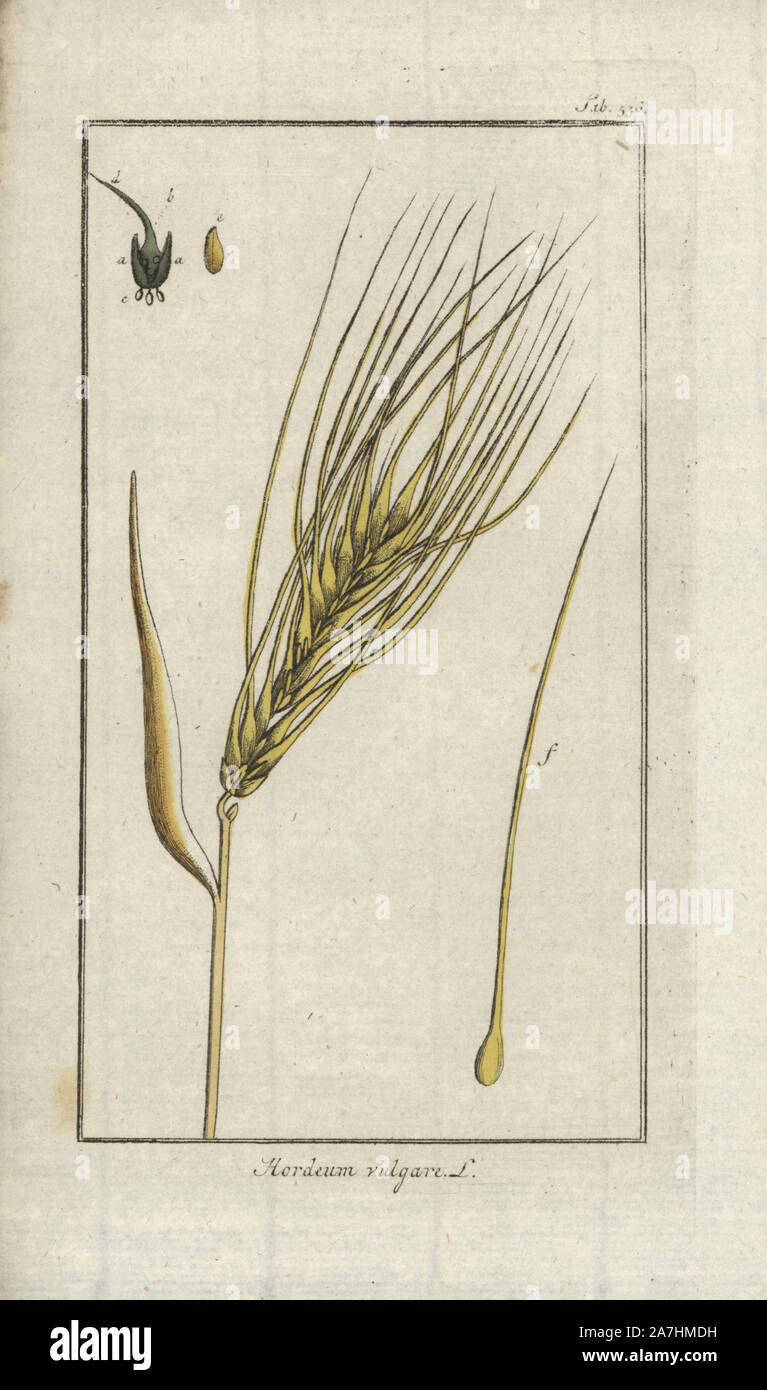Barley, Hordeum vulgare. Handcoloured copperplate botanical engraving from Johannes Zorn's 'Afbeelding der Artseny-Gewassen,' Jan Christiaan Sepp, Amsterdam, 1796. Zorn first published his illustrated medical botany in Nurnberg in 1780 with 500 plates, and a Dutch edition followed in 1796 published by J.C. Sepp with an additional 100 plates. Zorn (1739-1799) was a German pharmacist and botanist who collected medical plants from all over Europe for his 'Icones plantarum medicinalium' for apothecaries and doctors. Stock Photo
