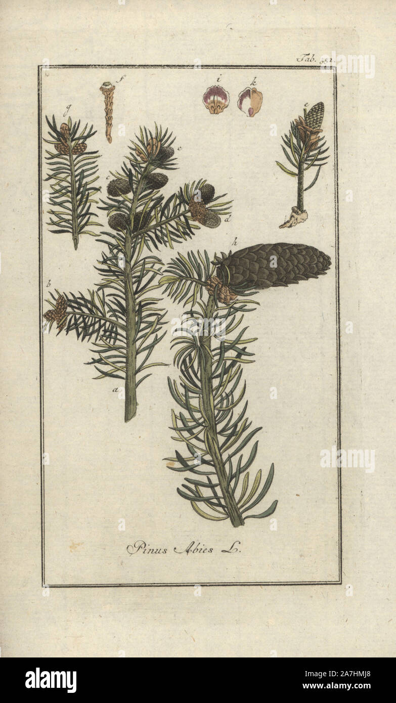 Norway spruce, Picea abies. Handcoloured copperplate botanical engraving from Johannes Zorn's 'Afbeelding der Artseny-Gewassen,' Jan Christiaan Sepp, Amsterdam, 1796. Zorn first published his illustrated medical botany in Nurnberg in 1780 with 500 plates, and a Dutch edition followed in 1796 published by J.C. Sepp with an additional 100 plates. Zorn (1739-1799) was a German pharmacist and botanist who collected medical plants from all over Europe for his 'Icones plantarum medicinalium' for apothecaries and doctors. Stock Photo