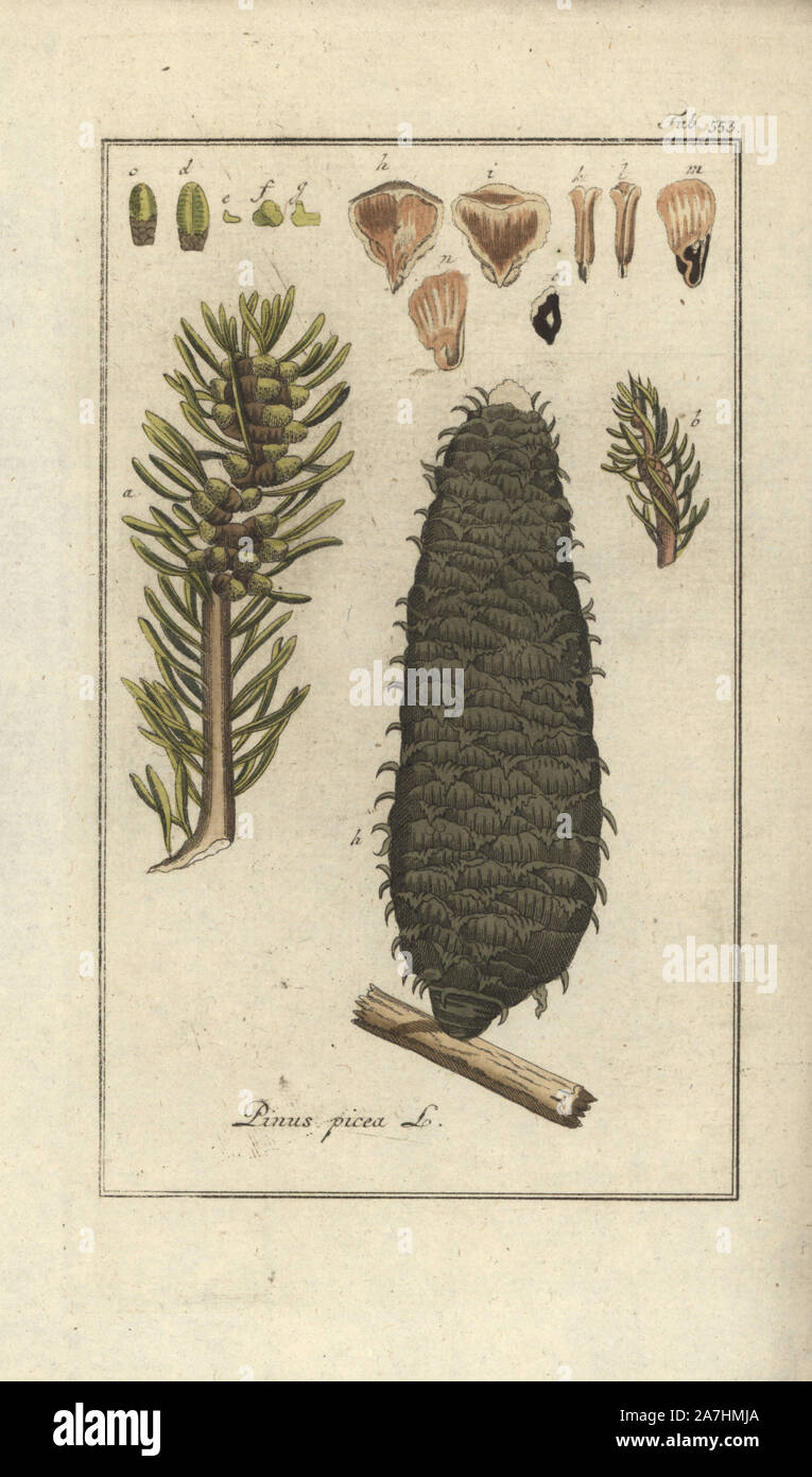 Silver fir tree, Abies alba. Handcoloured copperplate botanical engraving from Johannes Zorn's 'Afbeelding der Artseny-Gewassen,' Jan Christiaan Sepp, Amsterdam, 1796. Zorn first published his illustrated medical botany in Nurnberg in 1780 with 500 plates, and a Dutch edition followed in 1796 published by J.C. Sepp with an additional 100 plates. Zorn (1739-1799) was a German pharmacist and botanist who collected medical plants from all over Europe for his 'Icones plantarum medicinalium' for apothecaries and doctors. Stock Photo
