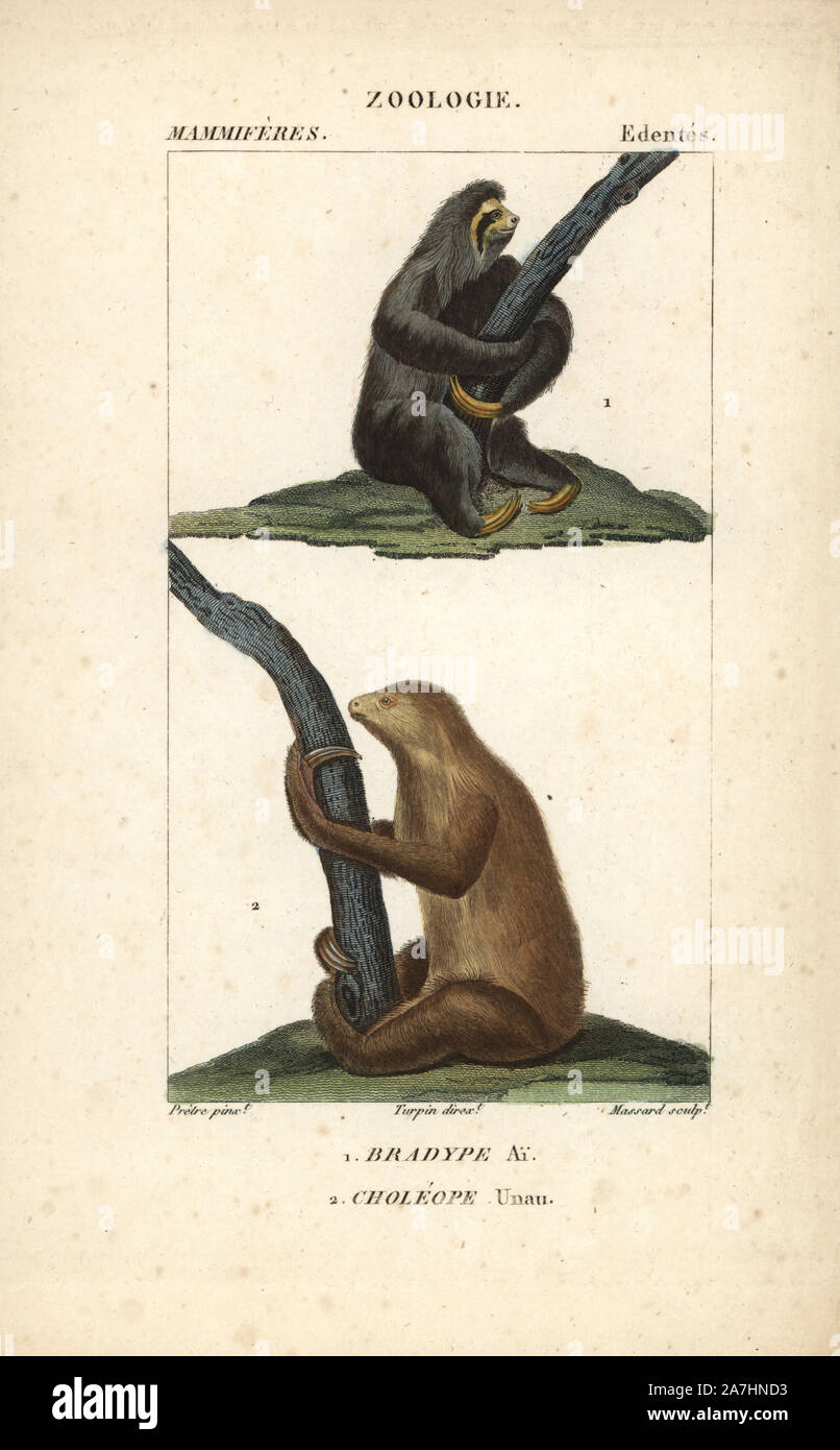 Maned three-toed sloth, Bradypus torquatus (vulnerable), and Linnaeus's two-toed sloth, Choloepus didactylus. Handcoloured copperplate stipple engraving from Frederic Cuvier's 'Dictionary of Natural Science: Mammals,' Paris, France, 1816. Illustration by J. G. Pretre, engraved by Massard, directed by Pierre Jean-Francois Turpin, and published by F.G. Levrault. Jean Gabriel Pretre (17801845) was painter of natural history at Empress Josephine's zoo and later became artist to the Museum of Natural History. Turpin (1775-1840) is considered one of the greatest French botanical illustrators of the Stock Photo