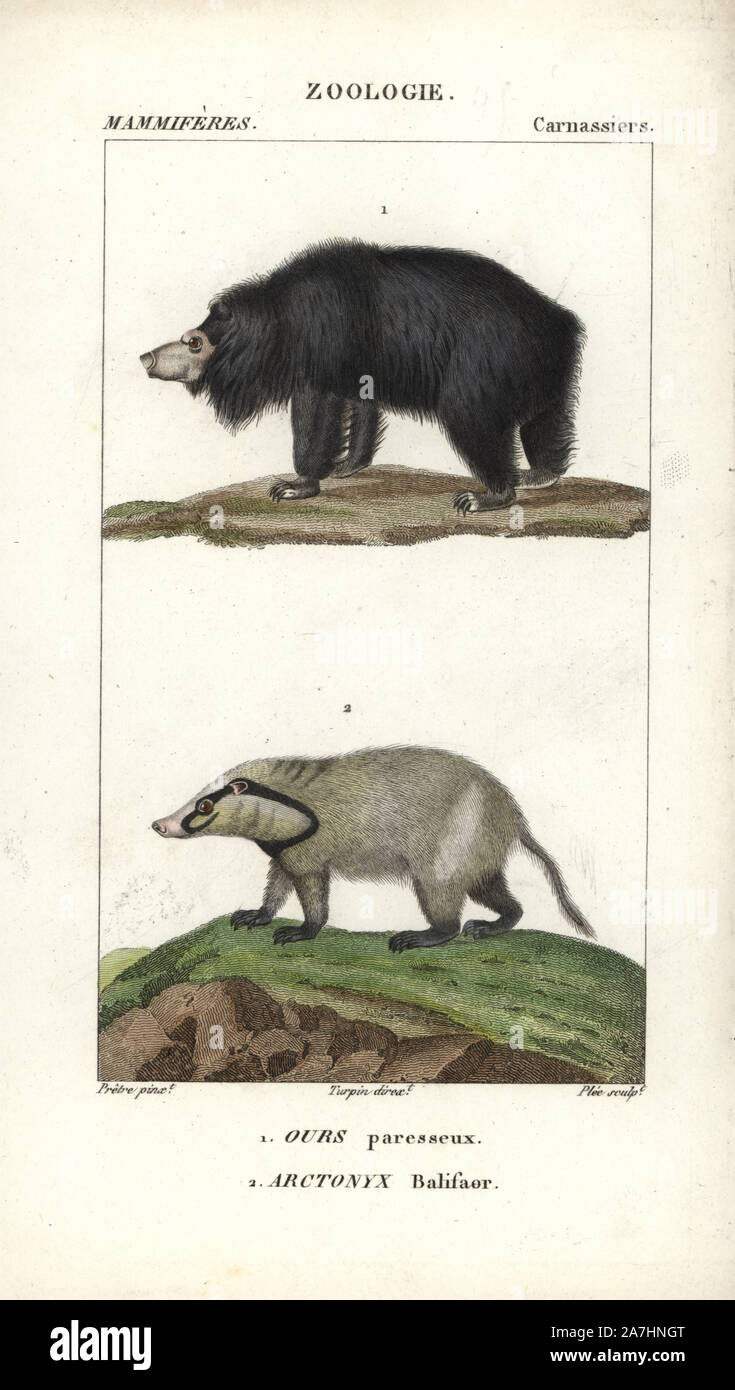 Sloth bear, Ursus ursinus (vulnerable) and hog badger, Arctonyx collaris (near threatened). Handcoloured copperplate stipple engraving from Frederic Cuvier's 'Dictionary of Natural Science: Mammals,' Paris, France, 1816. Illustration by J. G. Pretre, engraved by Plee, directed by Pierre Jean-Francois Turpin, and published by F.G. Levrault. Jean Gabriel Pretre (17801845) was painter of natural history at Empress Josephine's zoo and later became artist to the Museum of Natural History. Turpin (1775-1840) is considered one of the greatest French botanical illustrators of the 19th century. Stock Photo