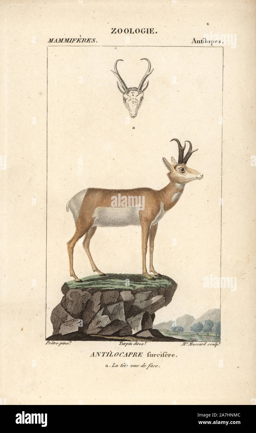 Pronghorn, Antilocapra americana. Handcoloured copperplate stipple engraving from Frederic Cuvier's 'Dictionary of Natural Science: Mammals,' Paris, France, 1816. Illustration by J. G. Pretre, engraved by Madame Massard, directed by Pierre Jean-Francois Turpin, and published by F.G. Levrault. Jean Gabriel Pretre (17801845) was painter of natural history at Empress Josephine's zoo and later became artist to the Museum of Natural History. Turpin (1775-1840) is considered one of the greatest French botanical illustrators of the 19th century. Stock Photo