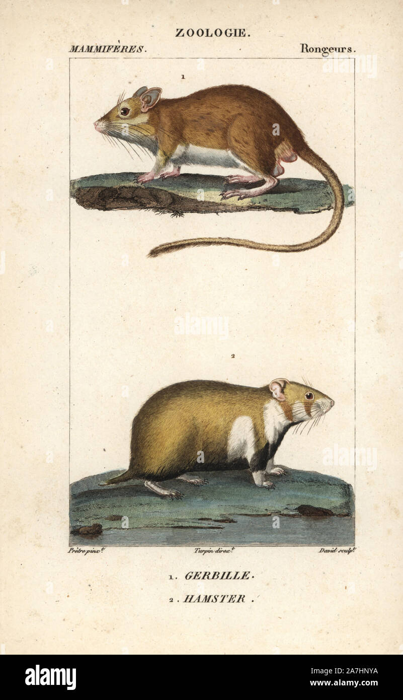 Gerbil, Gerbillus species, and European hamster, Cricetus cricetus. Handcoloured copperplate stipple engraving from Frederic Cuvier's "Dictionary of Natural Science: Mammals," Paris, France, 1816. Illustration by J. G. Pretre, engraved by David, directed by Pierre Jean-Francois Turpin, and published by F.G. Levrault. Jean Gabriel Pretre (1780~1845) was painter of natural history at Empress Josephine's zoo and later became artist to the Museum of Natural History. Turpin (1775-1840) is considered one of the greatest French botanical illustrators of the 19th century. Stock Photo