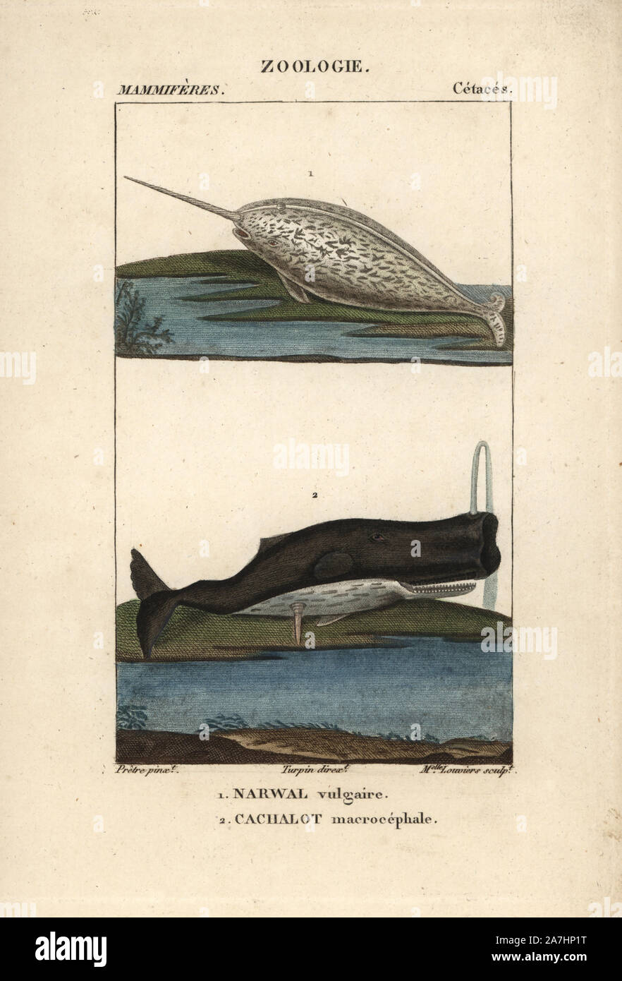 Narwhal or narwhale, Monodon monoceros, and sperm whale, Physeter macrocephalus (vulnerable). Handcoloured copperplate stipple engraving from Frederic Cuvier's 'Dictionary of Natural Science: Mammals,' Paris, France, 1816. Illustration by J. G. Pretre, engraved by Miss Louviere, directed by Pierre Jean-Francois Turpin, and published by F.G. Levrault. Jean Gabriel Pretre (17801845) was painter of natural history at Empress Josephine's zoo and later became artist to the Museum of Natural History. Turpin (1775-1840) is considered one of the greatest French botanical illustrators of the 19th cent Stock Photo