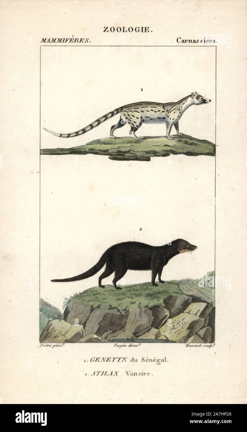 African genet, Genetta genetta, and marsh or water mongoose, Atilax paludinosus. Handcoloured copperplate stipple engraving from Frederic Cuvier's 'Dictionary of Natural Science: Mammals,' Paris, France, 1816. Illustration by J. G. Pretre, engraved by Massard, directed by Pierre Jean-Francois Turpin, and published by F.G. Levrault. Jean Gabriel Pretre (17801845) was painter of natural history at Empress Josephine's zoo and later became artist to the Museum of Natural History. Turpin (1775-1840) is considered one of the greatest French botanical illustrators of the 19th century. Stock Photo