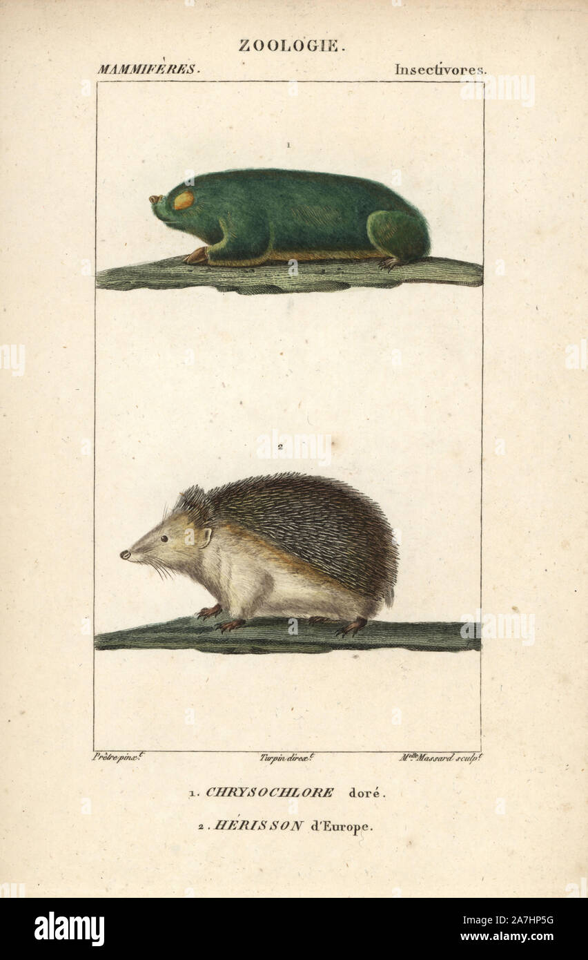Cape golden mole, Chrysochloris asiatica, and European hedgehog, Erinaceus  europaeus. Handcoloured copperplate stipple engraving from Frederic  Cuvier's "Dictionary of Natural Science: Mammals," Paris, France, 1816.  Illustration by J. G. Pretre, engraved by