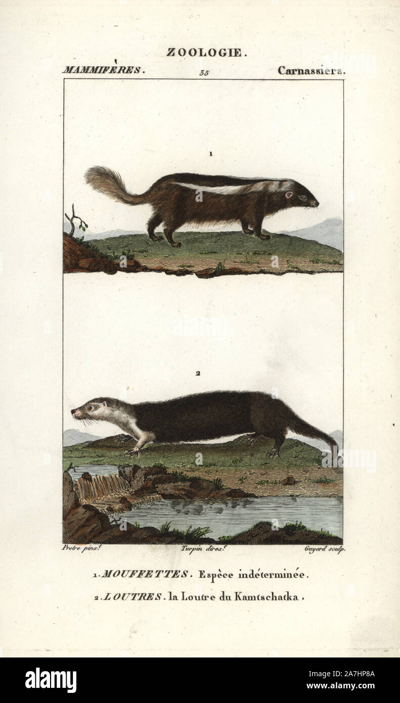 Unidentified species of skunk, (Conepatus semistriatus?) and sea otter, Enhydra lutris (endangered). Handcoloured copperplate stipple engraving from Frederic Cuvier's 'Dictionary of Natural Science: Mammals,' Paris, France, 1816. Illustration by J. G. Pretre, engraved by Guyard, directed by Pierre Jean-Francois Turpin, and published by F.G. Levrault. Jean Gabriel Pretre (17801845) was painter of natural history at Empress Josephine's zoo and later became artist to the Museum of Natural History. Turpin (1775-1840) is considered one of the greatest French botanical illustrators of the 19th cent Stock Photo