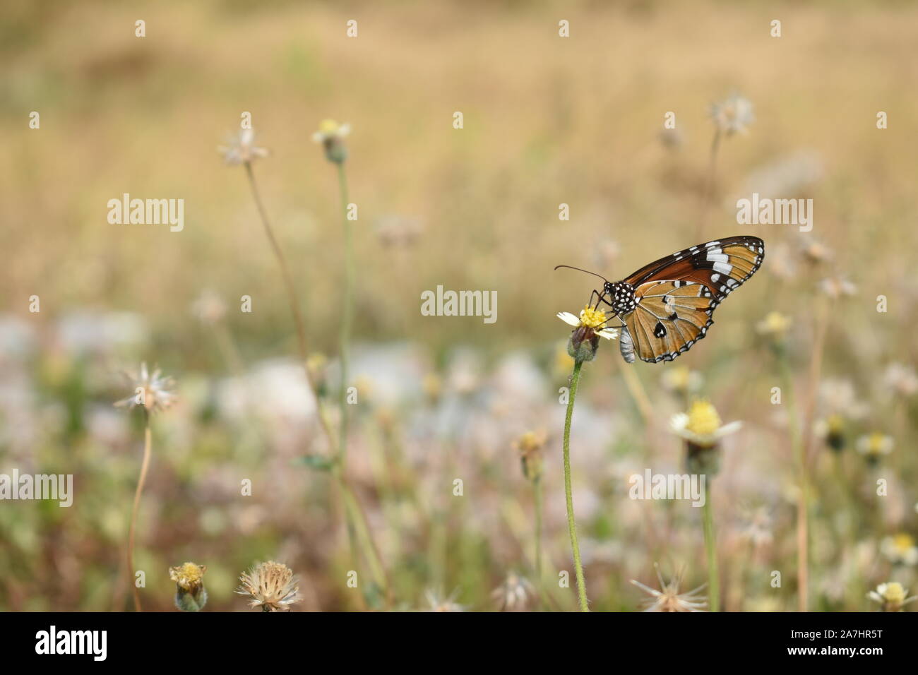 A Plain Tiger butterfly (Danaus chrysippus) perched on a tiny flower in the end of dry season. Surakarta, Indonesia. Stock Photo