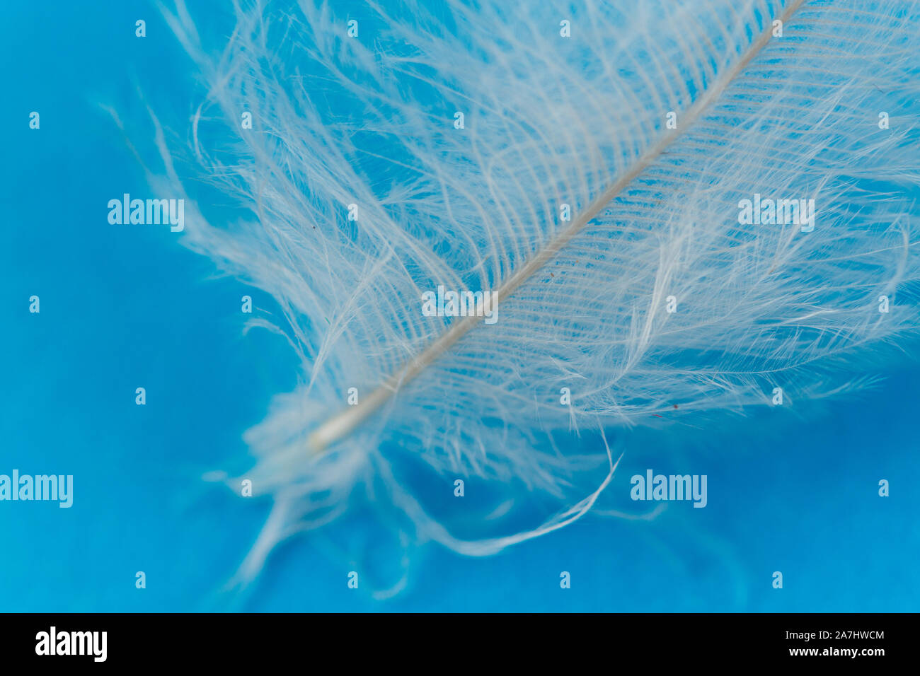Close uo of white feather on blue background Stock Photo - Alamy