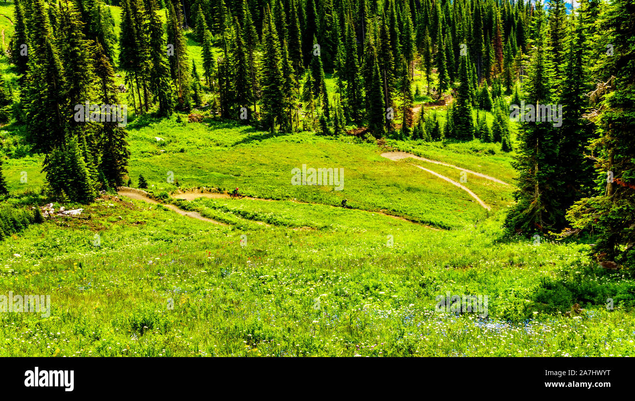 Downhill biking on Tod Mountain at the alpine village of Sun Peaks in the Shuswap Highlands of British Columbia, Canada Stock Photo