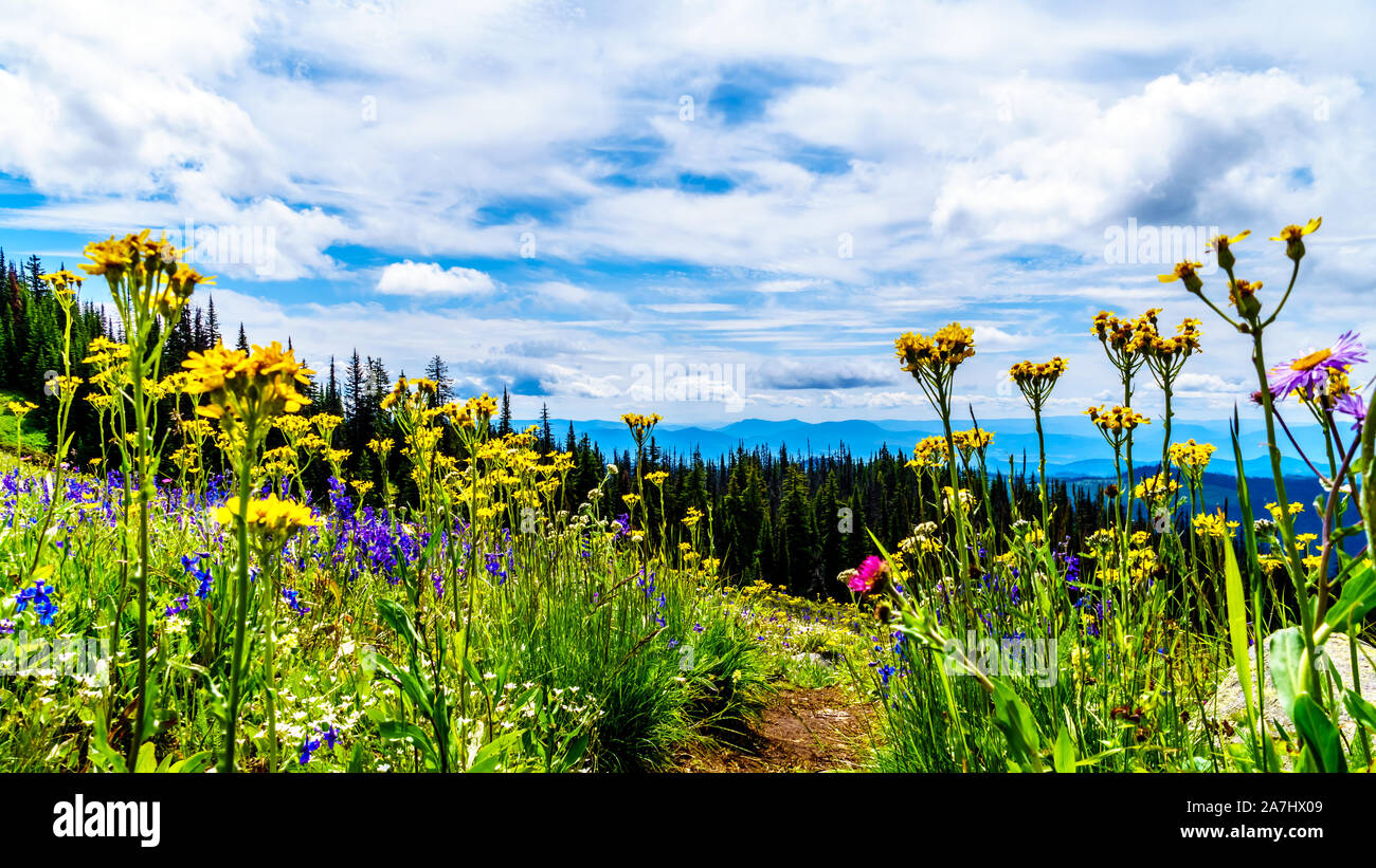 The Alpine Meadows filled with colorful wildflowers on Tod Mountain at the alpine village of Sun Peaks in the Shuswap Highlands of BC, Canada Stock Photo
