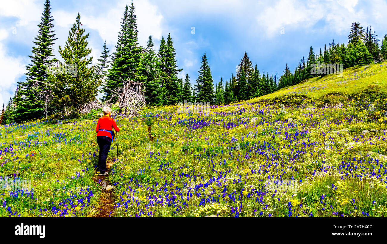 Hiking through the Alpine Meadows filled with colorful wildflowers on Tod Mountain at the alpine village of Sun Peaks in the Shuswap Highlands of BC Stock Photo