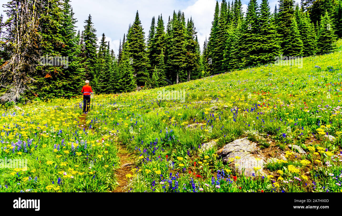 Hiking through the Alpine Meadows filled with colorful wildflowers on Tod Mountain at the alpine village of Sun Peaks in the Shuswap Highlands of BC Stock Photo