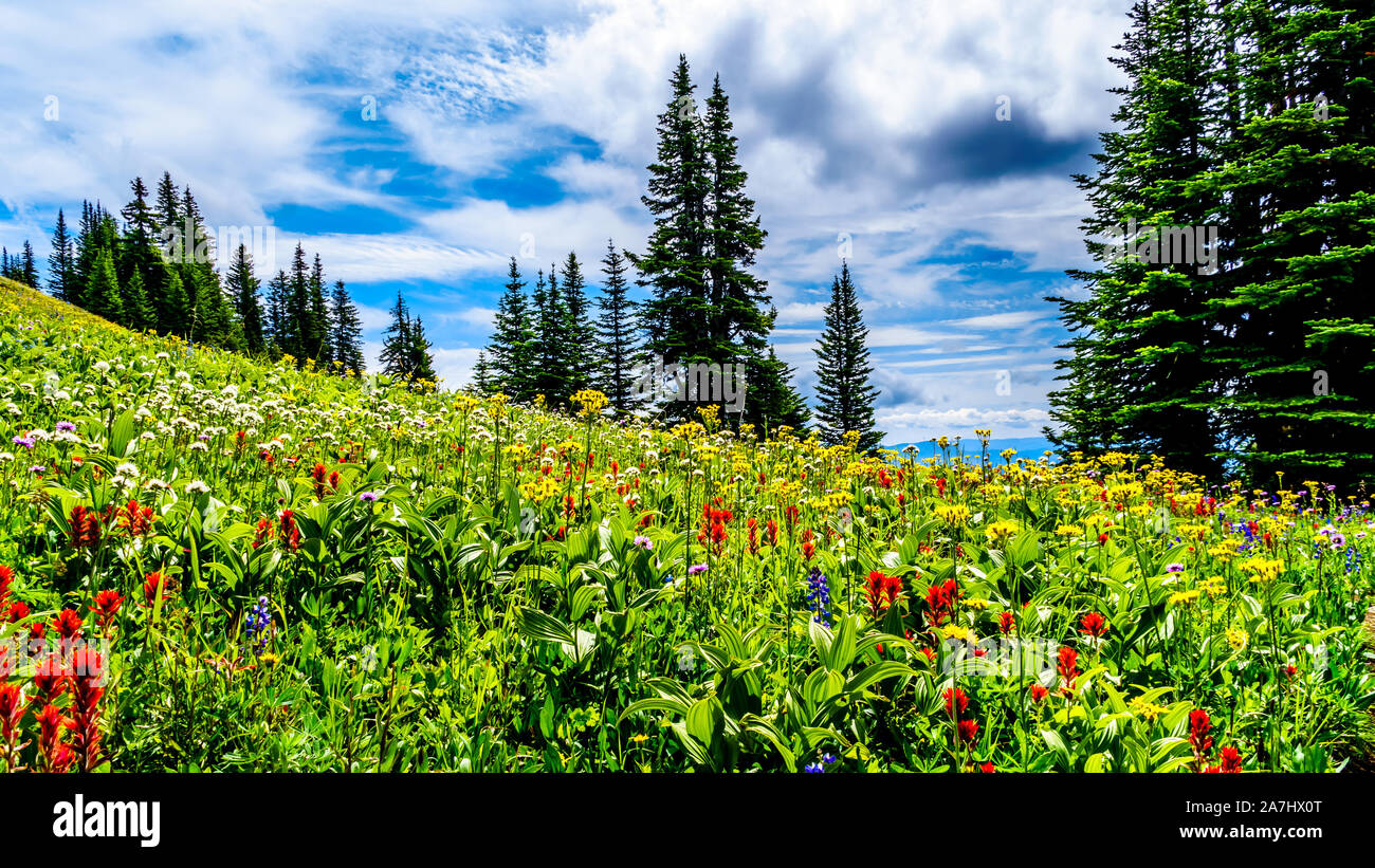 The Alpine Meadows filled with colorful wildflowers on Tod Mountain at the alpine village of Sun Peaks in the Shuswap Highlands of BC, Canada Stock Photo