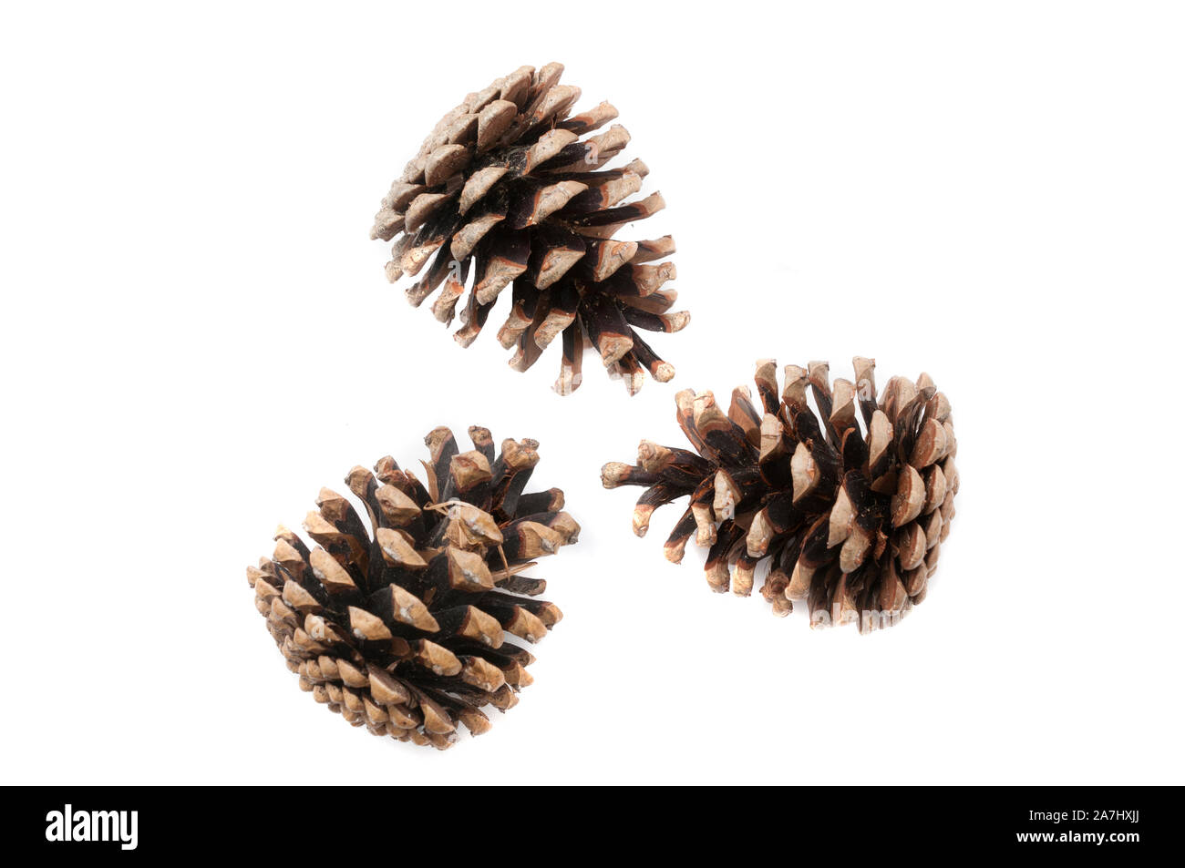 Christmas pine cones on white background Stock Photo