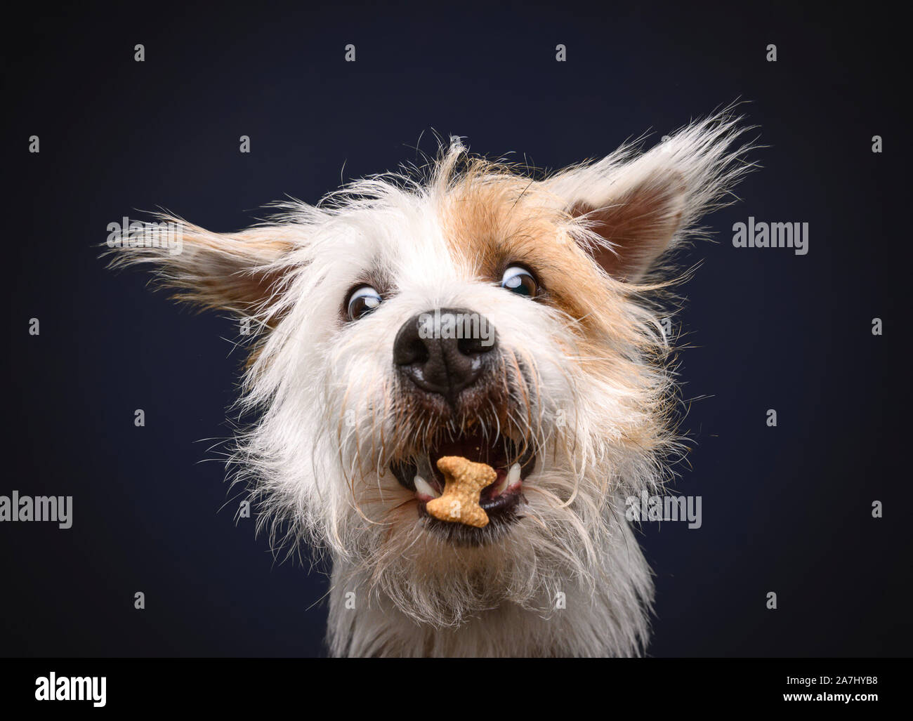 How Much Should A Jack Russell Puppy Eat