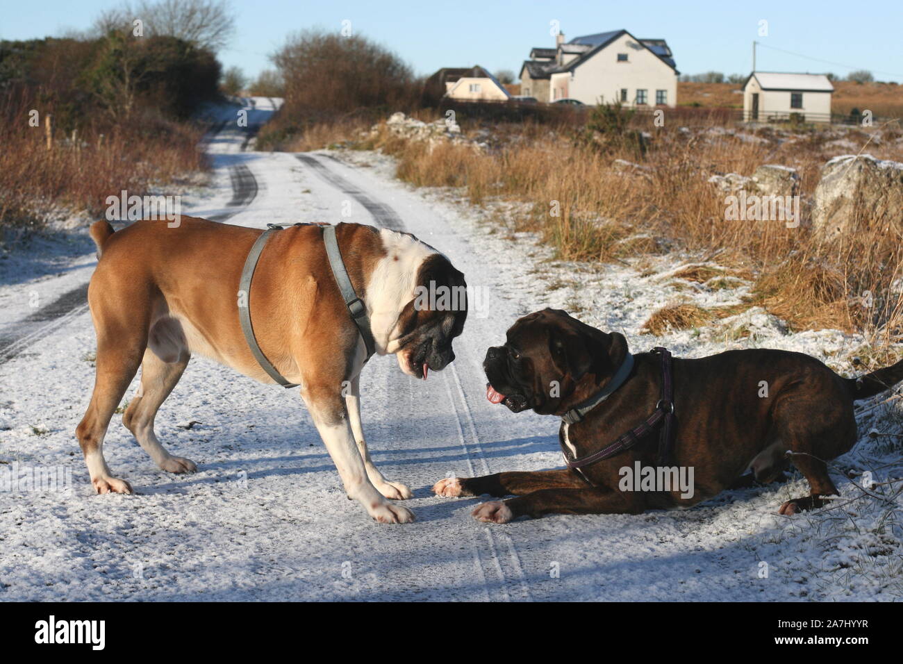 Bullmastiff playing with other dog hires stock photography and images