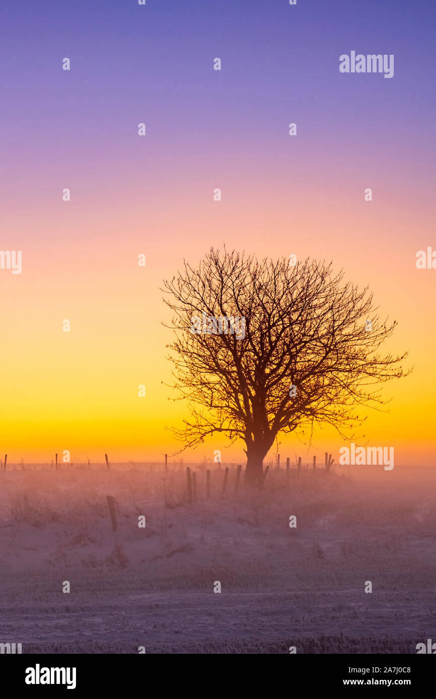 Single tree in a sunrise in a wintry landscape with fog Stock Photo - Alamy