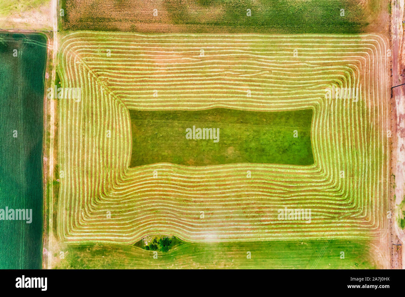Green regtangle on cultivated farm with crops and plants growing in controlled rows. Shades of green in a farm field seen from above top down. Stock Photo