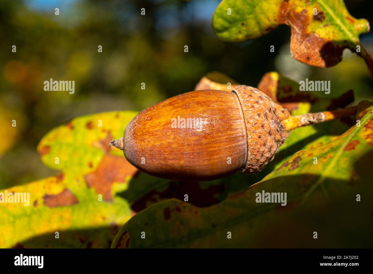 Close-Up of acorn during autuum time in Germany Stock Photo