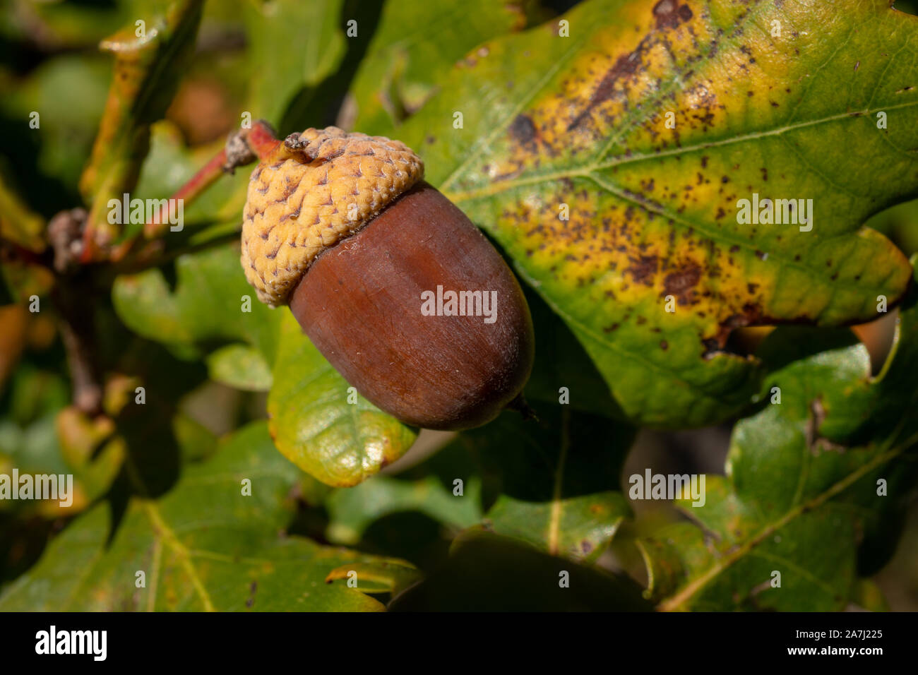 Close-Up of acorn during autuum time in Germany Stock Photo