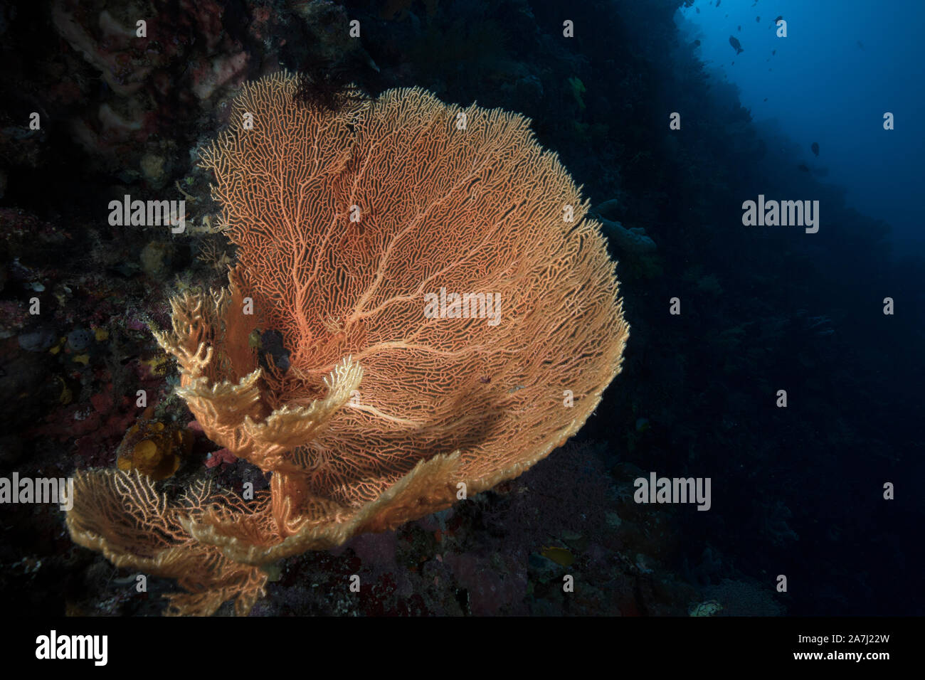 Splendid gorgonian coral. Amazing underwater world of Maratua Island in East Kalimantan, the Sulwaesi Sea. Stock Photo