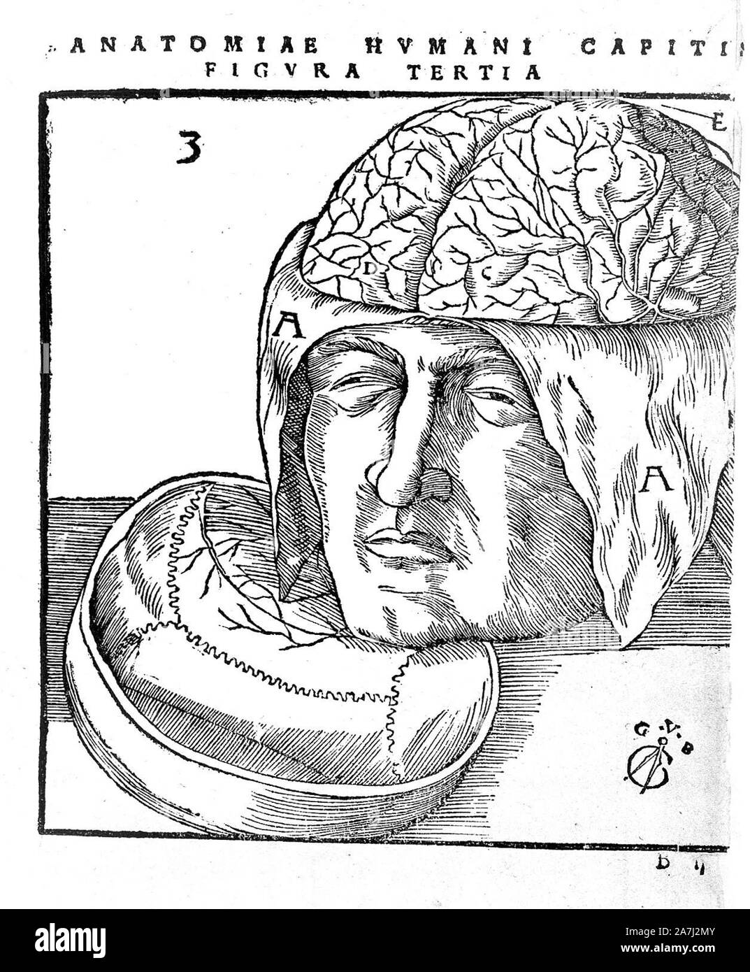 Human brain model side view Black and White Stock Photos & Images - Alamy