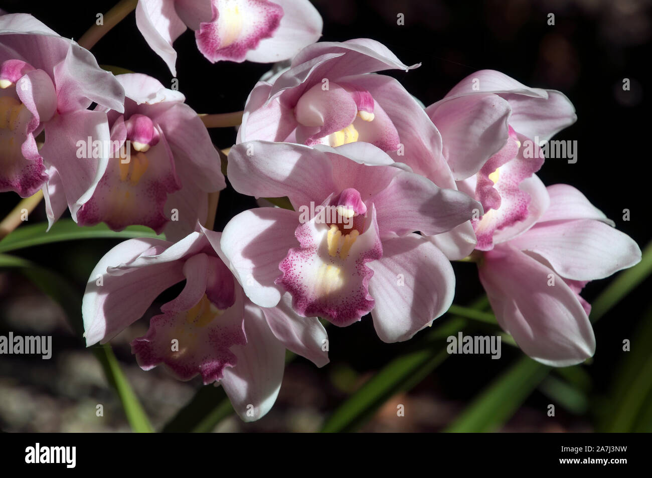 Sydney Australia, stem of pale mauve orchid flowers Stock Photo