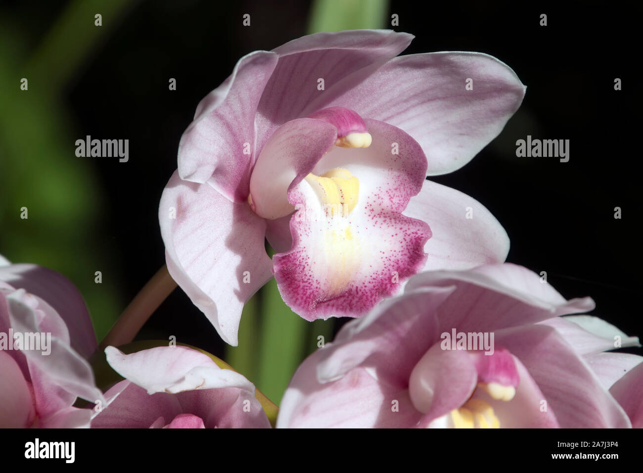 Sydney Australia, stem of pale mauve orchid flowers Stock Photo