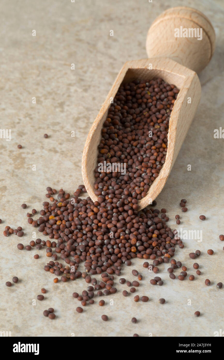 Wooden scoop with aromatic brown mustard seed Stock Photo