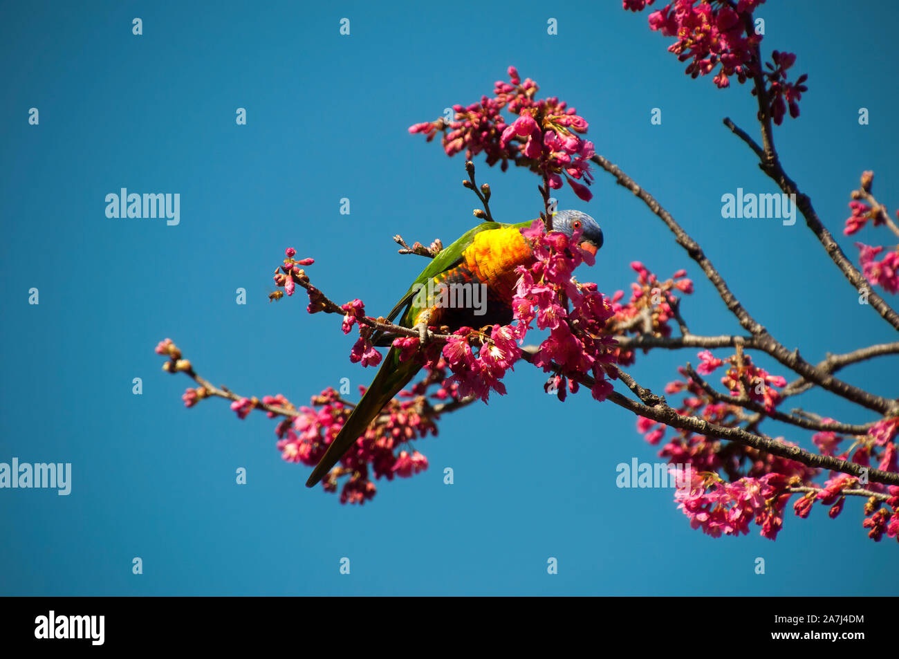 Sydney Australia, rainbow lorikeet feeding in flowering fruit tree with bright pink blossoms against a blue sky Stock Photo