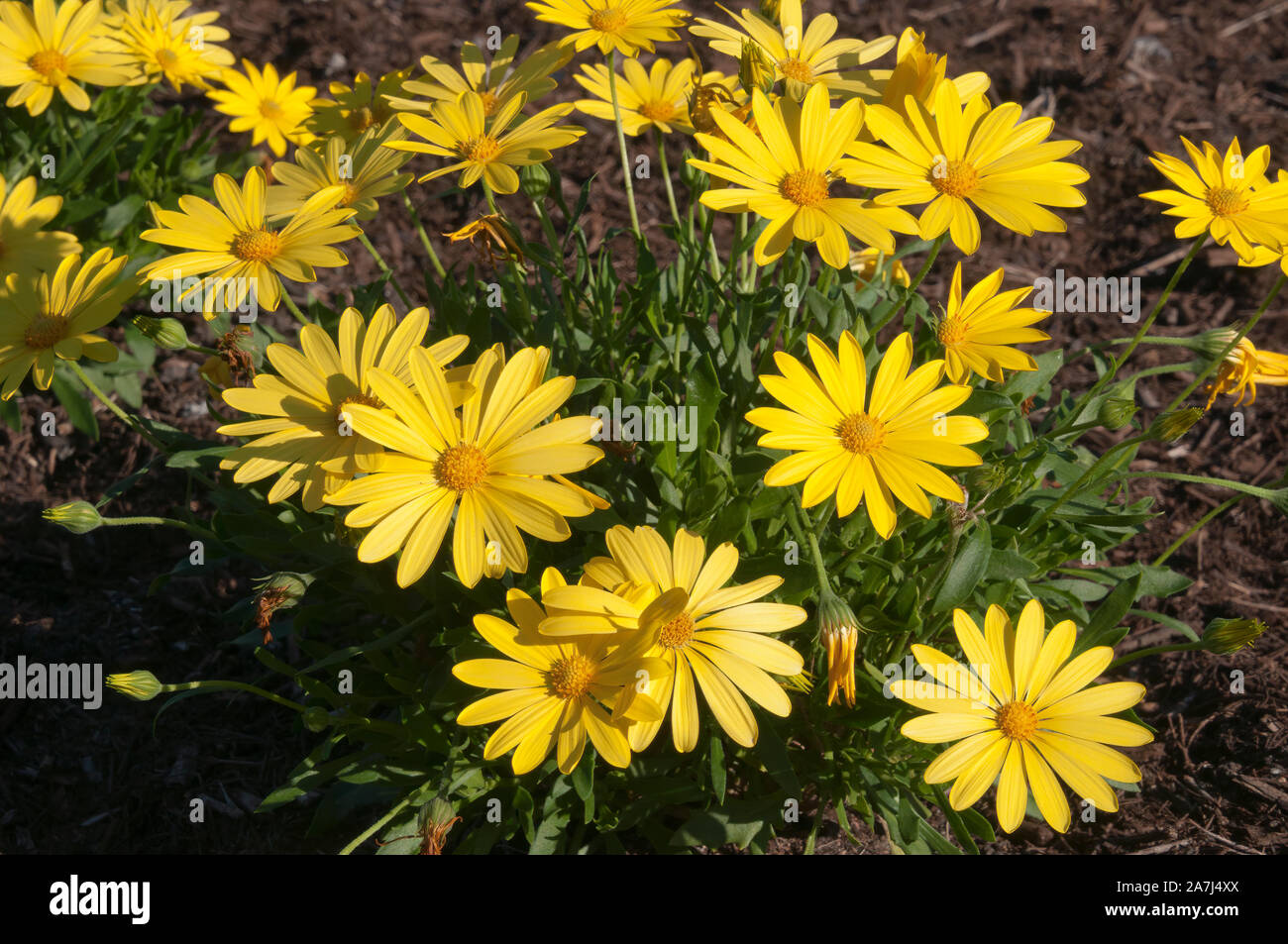 Sydney Australia, flowering bright yellow african daisy bush Stock Photo Alamy