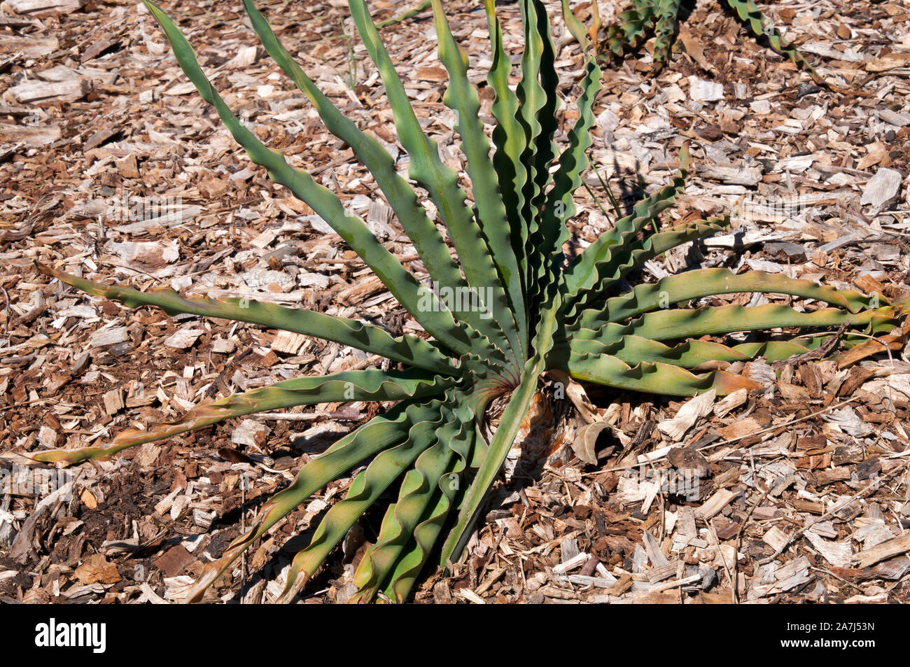Sydney Australia, Boophone disticha or tumbleweed a fan shaped plant Stock Photo