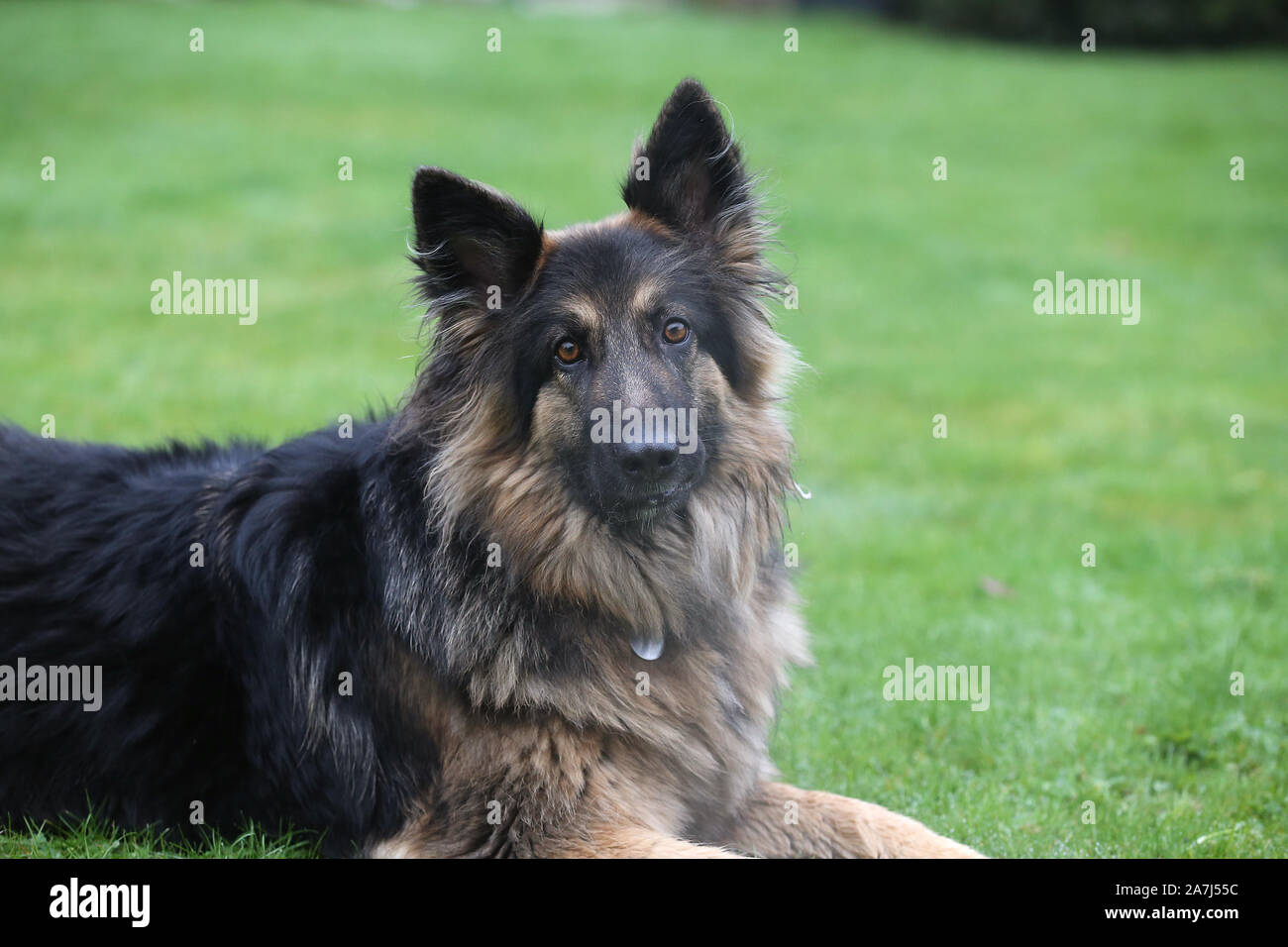 German Shepherd Long Haired Stock Photo 331698792 Alamy