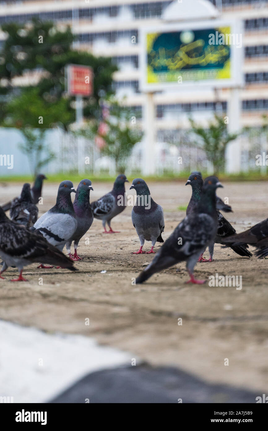 a group of black doves Stock Photo Alamy