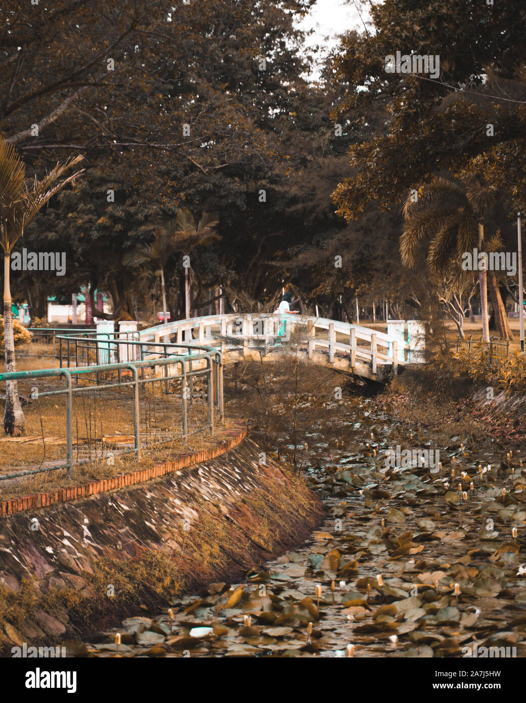 Small pond in middle forest hi-res stock photography and images - Alamy