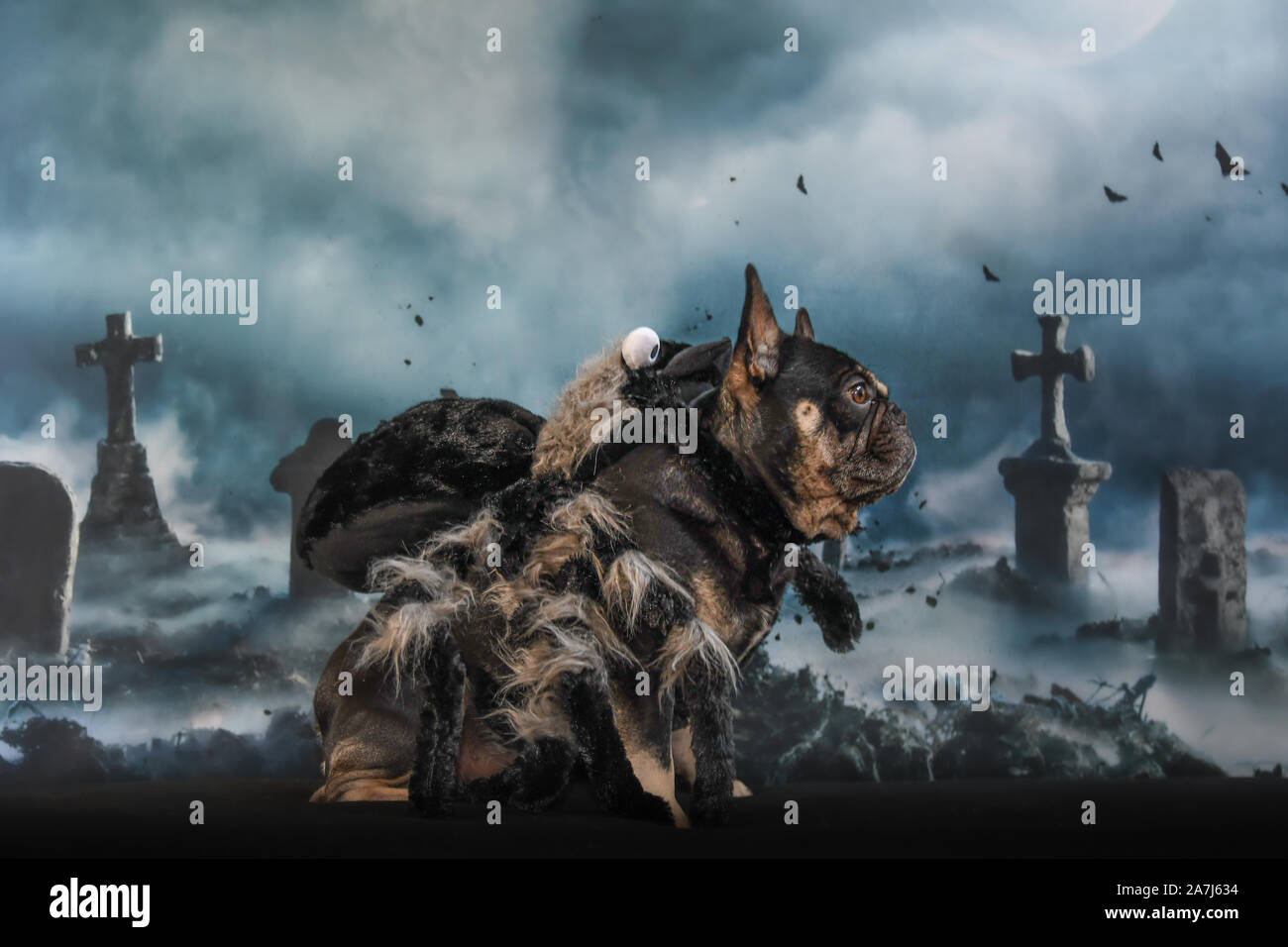 French bulldog Halloween photo shoot against spooky backdrop Stock Photo