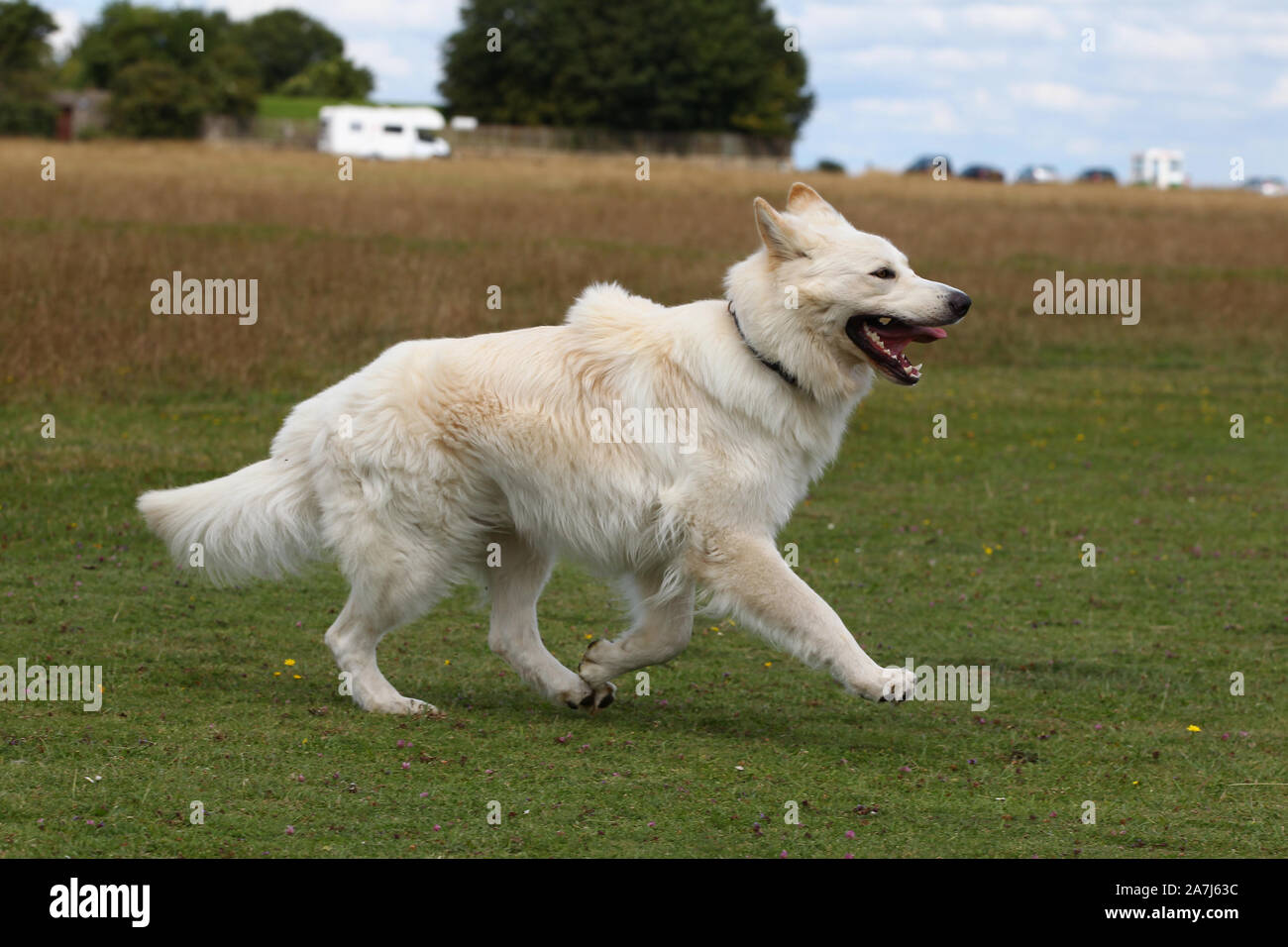 long haired white shepherd