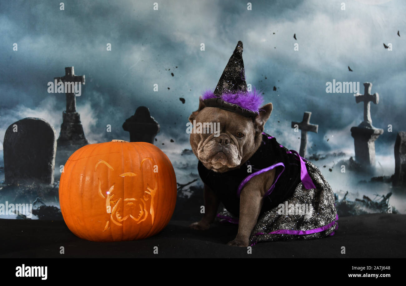 French bulldog Halloween photo shoot against spooky backdrop Stock Photo