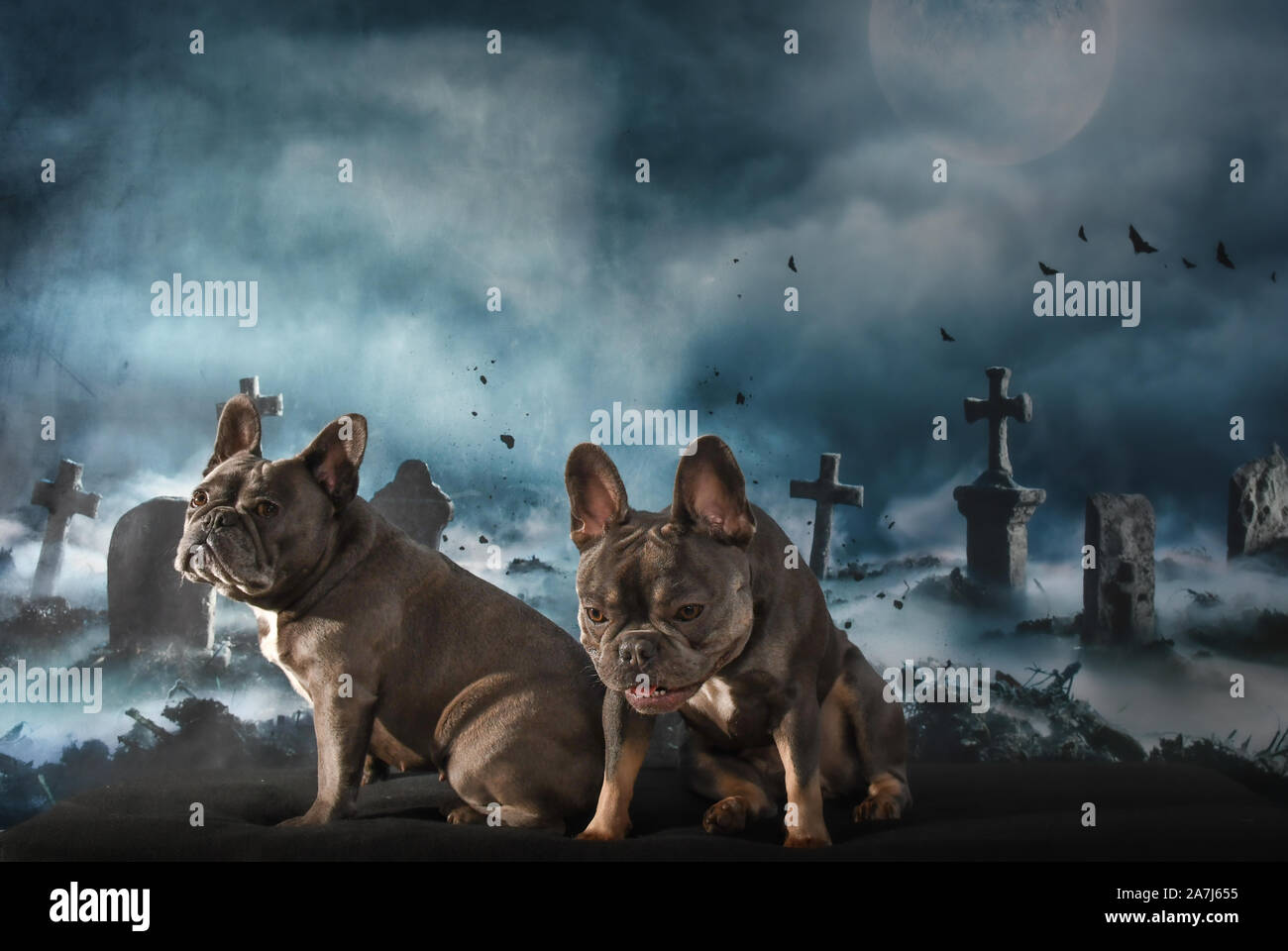 French bulldogs in costume posing for Halloween photo shoot Stock Photo