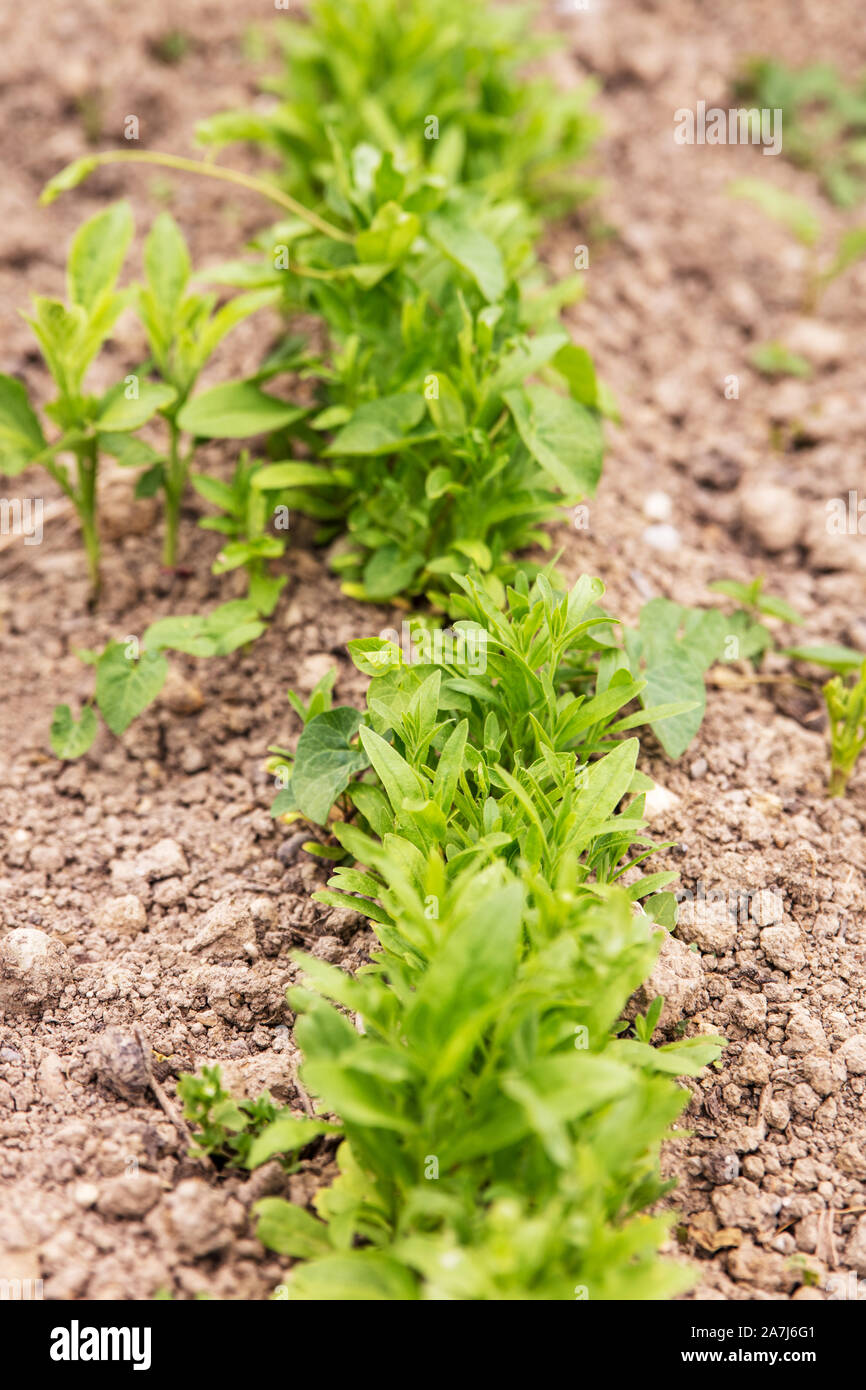 vertical shot of ecological camelina in the garden Stock Photo