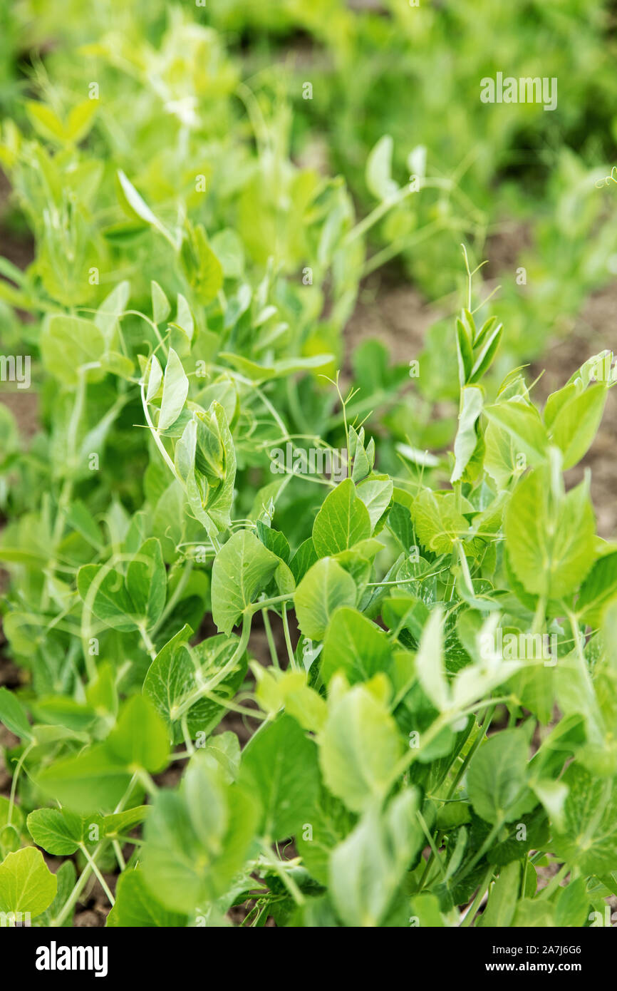 vertical shot of young peas in the garden Stock Photo
