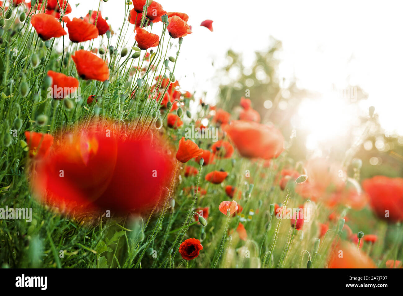 red poppy field in the sunrise, horizontal shot with blue sky Stock Photo