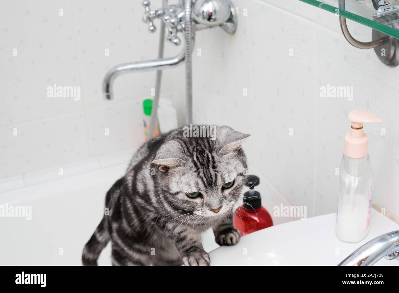 Cat escaping hires stock photography and images Alamy