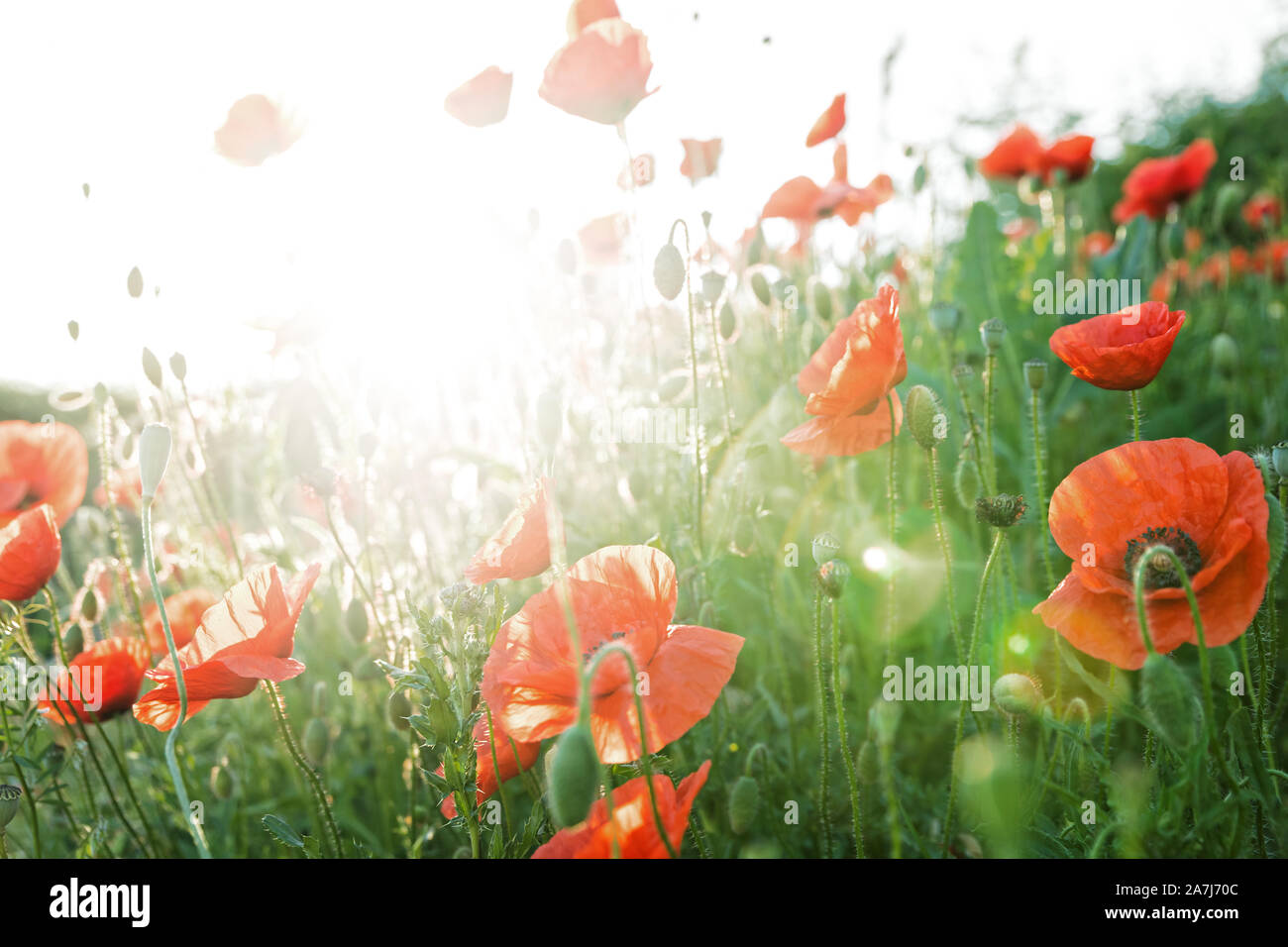 red poppy field in the sunrise, horizontal shot with blue sky and twilight Stock Photo