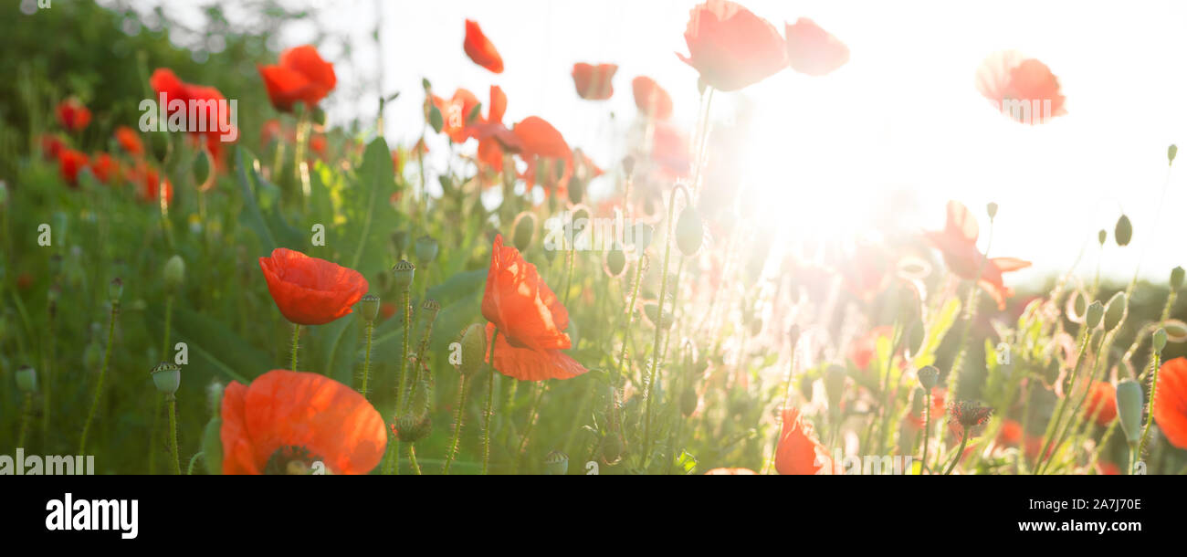 panorama of a red poppy field in the sunrise, horizontal shot with blue sky and twilight Stock Photo